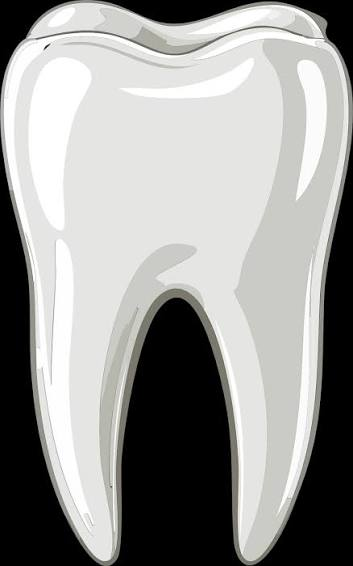 Illustration of a tooth